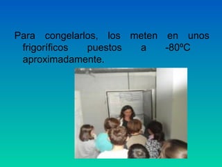 Para congelarlos, los meten en unos
frigoríficos
puestos
a
-80ºC
aproximadamente.

 