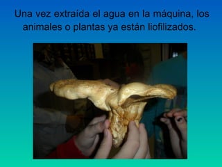 Una vez extraída el agua en la máquina, los
animales o plantas ya están liofilizados.

 
