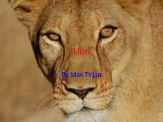 Lion By Max Tirjan 