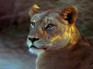 Lion By Henry 