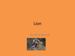 Lion By Max Brandt 