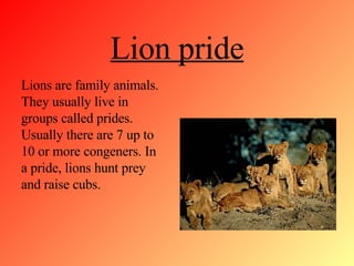 Lion pride Lions are family animals. They usually live in groups called prides . Usually there are 7 up to 10 or more congener s. In a pride, lions hunt prey and raise cubs.
