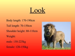 Look Body length: 170-190cm Tail length: 70-150cm Shoulder height: 80-110cm Weight: male: 150-225kg female: 120-150kg