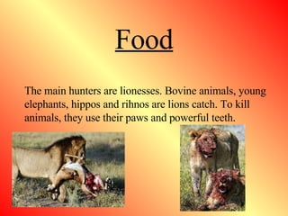 Food The main hunters are lionesses. Bovine animals, young elephants, hippos and rihnos are lions catch. To kill animals, they use their paws and powerful teeth.