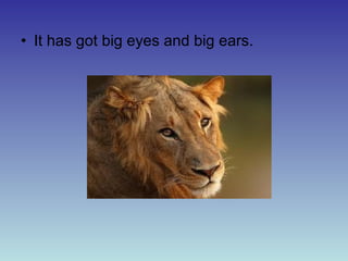 • It has got big eyes and big ears.

 
