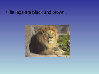 • Its legs are black and brown.

 