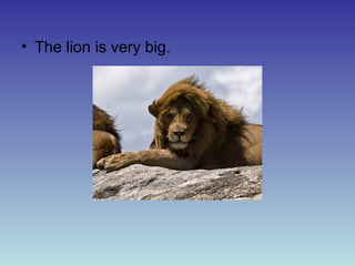 • The lion is very big.

 