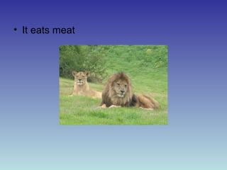 • It eats meat

 