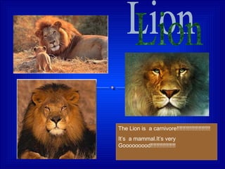 The Lion is a carnivore!!!!!!!!!!!!!!!!!!!!!!!
It’s a mammal.It’s very
Gooooooood!!!!!!!!!!!!!!!!!
 