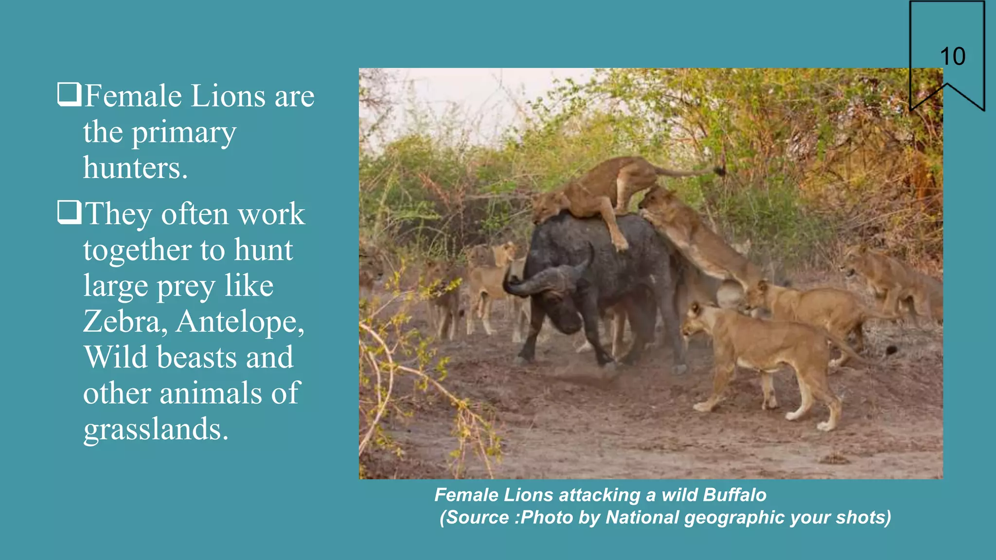 Lion Presentation - Panthera Leo (African Lion) | Characteristics