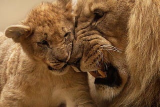 Father and Son lion