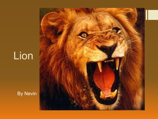 Lion


By Nevin
 