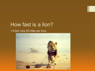 How fast is a lion?
 A lion runs 35 miles per hour.
 
