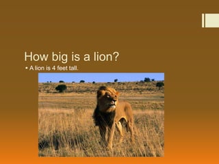 How big is a lion?
 A lion is 4 feet tall.
 