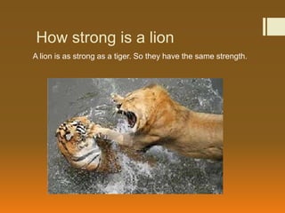 How strong is a lion
A lion is as strong as a tiger. So they have the same strength.
 
