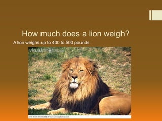How much does a lion weigh?
A lion weighs up to 400 to 500 pounds.
 