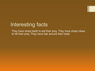 Interesting facts
They have sharp teeth to eat their prey. They have sharp claws
to kill their prey. They have hair around their head.
 