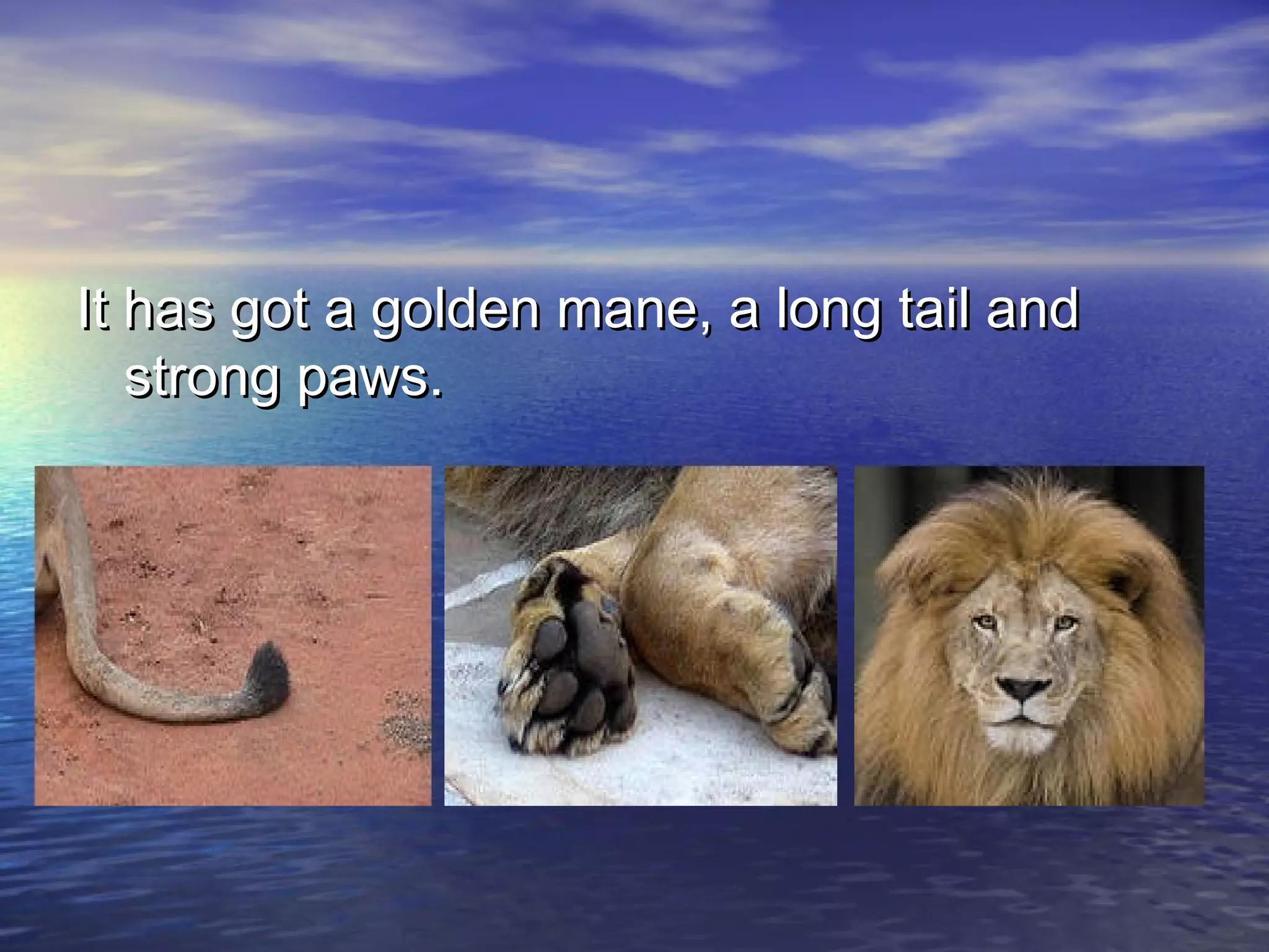 It has got a golden mane, a long tail and
   strong paws.
 