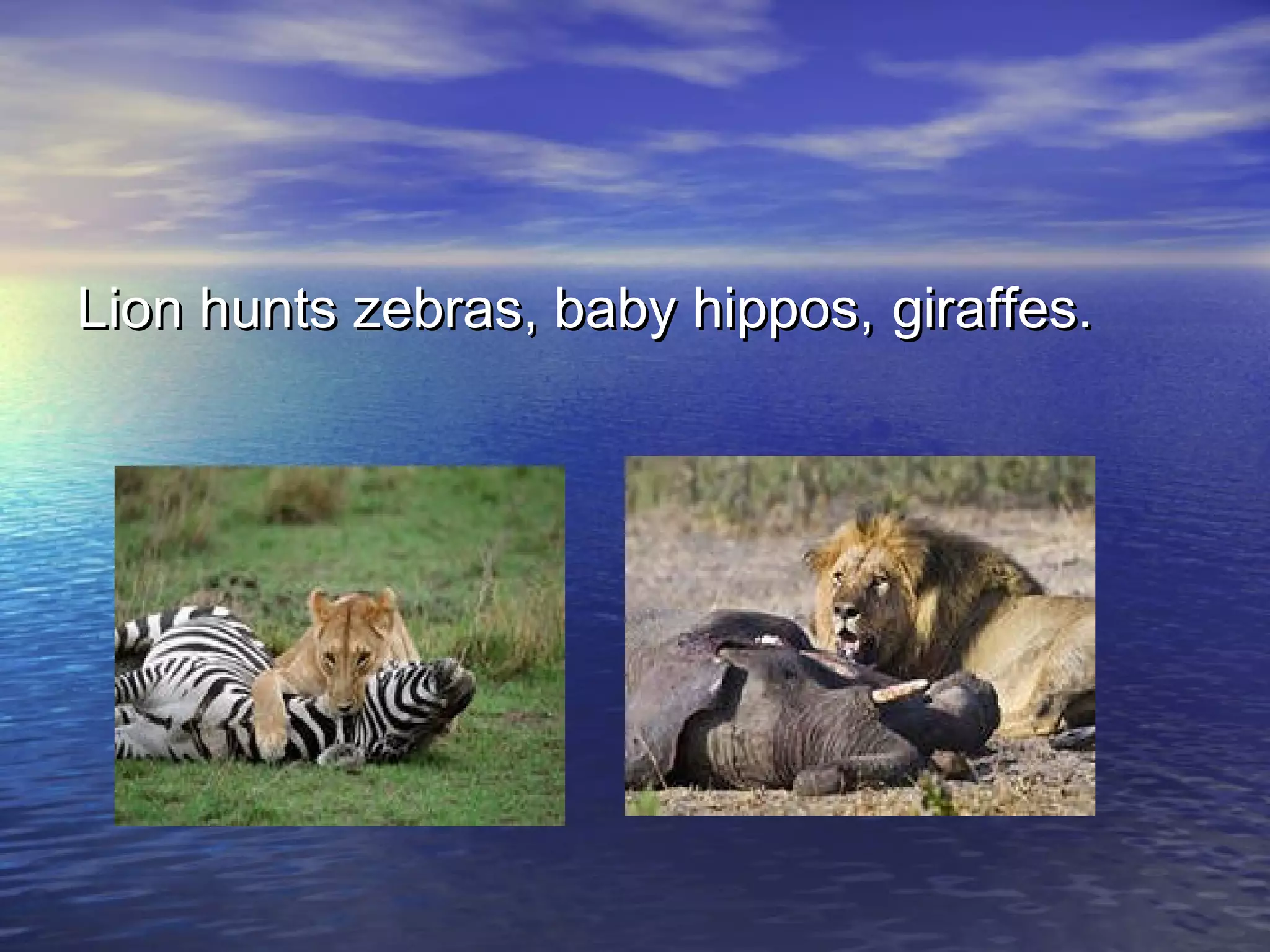 Lion hunts zebras, baby hippos, giraffes.
 