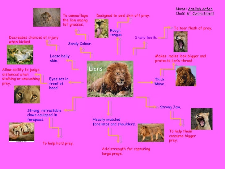 Lion adaptation 2011[1]-1