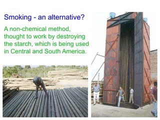 Smoking - an alternative?
A non-chemical method,
thought to work by destroying
the starch, which is being used
in Central and South America.
 