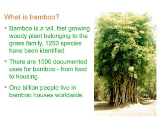 What is bamboo?
• Bamboo is a tall, fast growing
woody plant belonging to the
grass family. 1250 species
have been identified
• There are 1500 documented
uses for bamboo - from food
to housing
• One billion people live in
bamboo houses worldwide
 