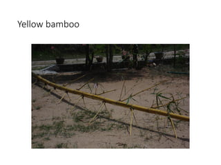 Yellow bamboo
 