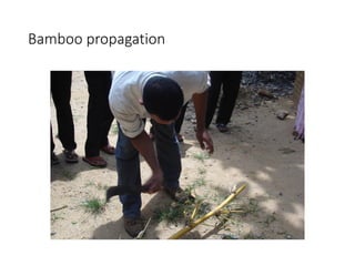 Bamboo propagation
 