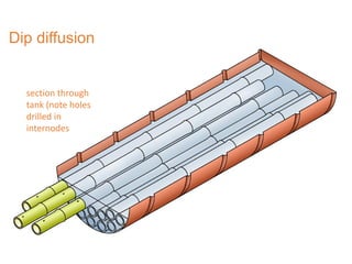 Dip diffusion
section through
tank (note holes
drilled in
internodes
 