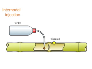 Internodal
injection
tar oil
wax plug
 