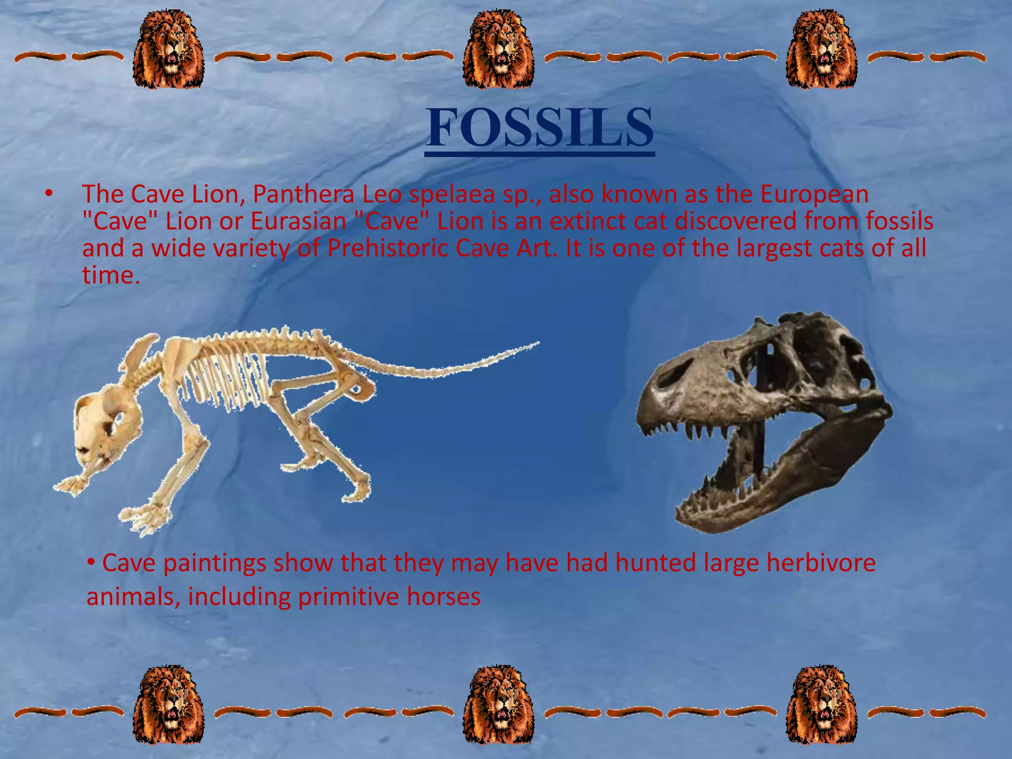 FOSSILS
• The Cave Lion, Panthera Leo spelaea sp., also known as the European
"Cave" Lion or Eurasian "Cave" Lion is an extinct cat discovered from fossils
and a wide variety of Prehistoric Cave Art. It is one of the largest cats of all
time.
.
• Cave paintings show that they may have had hunted large herbivore
animals, including primitive horses
 