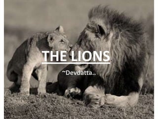 THE LIONS.
~Devdatta..
 