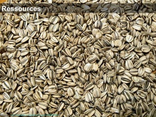 Ressources Source :  http://www.flickr.com/photos/dmswart/1506564866   