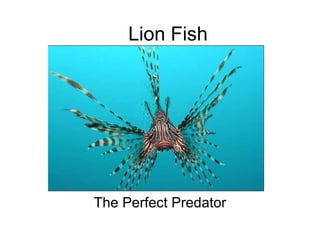 Lion Fish The Perfect Predator 