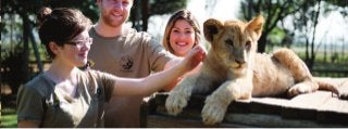 Lion Park Volunteers Work With Animals