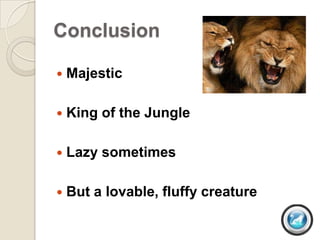 Conclusion

   Majestic

   King of the Jungle

   Lazy sometimes

   But a lovable, fluffy creature
 