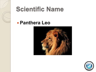 Scientific Name

 Panthera   Leo
 