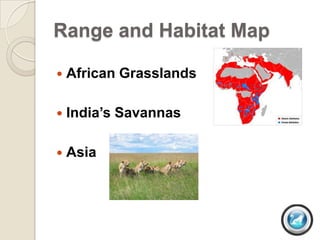 Range and Habitat Map

   African Grasslands

   India’s Savannas

   Asia
 