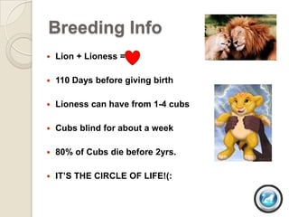 Breeding Info
   Lion + Lioness =

   110 Days before giving birth

   Lioness can have from 1-4 cubs

   Cubs blind for about a week

   80% of Cubs die before 2yrs.

   IT’S THE CIRCLE OF LIFE!(:
 