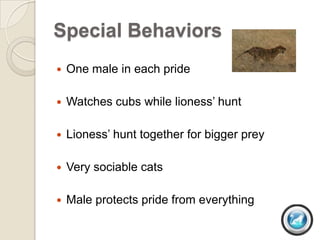Special Behaviors
   One male in each pride

   Watches cubs while lioness’ hunt

   Lioness’ hunt together for bigger prey

   Very sociable cats

   Male protects pride from everything
 