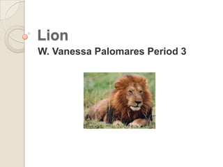 Lion
W. Vanessa Palomares Period 3
 