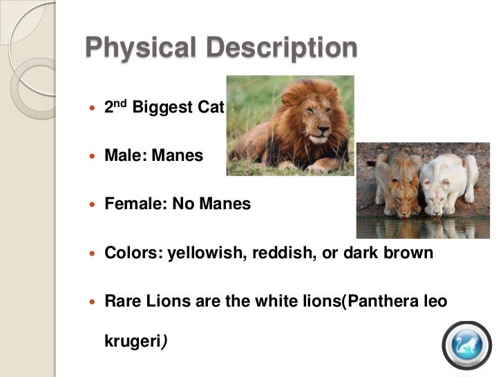 Lion ppt period 3