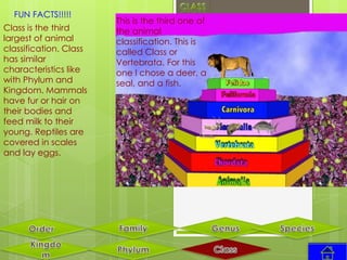 FUN FACTS!!!!!
                        This is the third one of
Class is the third      the animal
largest of animal       classification. This is
classification. Class   called Class or
has similar             Vertebrata. For this
characteristics like    one I chose a deer, a
with Phylum and         seal, and a fish.
Kingdom. Mammals
have fur or hair on
their bodies and
feed milk to their
young. Reptiles are
covered in scales
and lay eggs.
 
