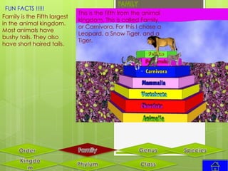 FUN FACTS !!!!!
                              This is the fifth from the animal
Family is the Fifth largest
                              kingdom. This is called Family
in the animal kingdom.
                              or Carnivora. For this I chose a
Most animals have
                              Leopard, a Snow Tiger, and a
bushy tails. They also
                              Tiger.
have short haired tails.
 