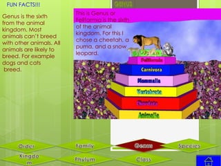 FUN FACTS!!!
                          This is Genus or
Genus is the sixth
                          Feliformia is the sixth
from the animal
                          of the animal
kingdom. Most
                          kingdom. For this I
animals can’t breed
                          chose a cheetah, a
with other animals. All
                          puma, and a snow
animals are likely to
                          leopard.
breed. For example
dogs and cats
 breed.
 