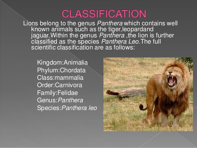 Lion Classification Chart