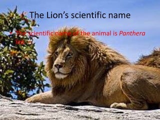 The Lions scientific nameThe scientific name of the animal is Panthera leo.