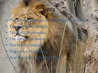 LionzThe animal belongs to the kingdom Animalia.The phylum Chordata.The class Mammalia.The order Carnivora.The family Felidae.The genus Panthera.And the species Panthera leo.