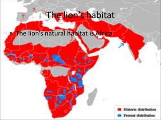 The lions habitatThe lions natural habitat is Africa.