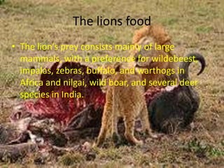The lions foodThe lions prey consists mainly of large mammals, with a preference for wildebeest, impalas, zebras, buffalo, and warthogs in Africa and nilgai, wild boar, and several deer species in India.